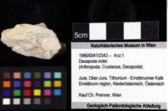 Foto (Objket + Etiketten) von Decapoda indet. 